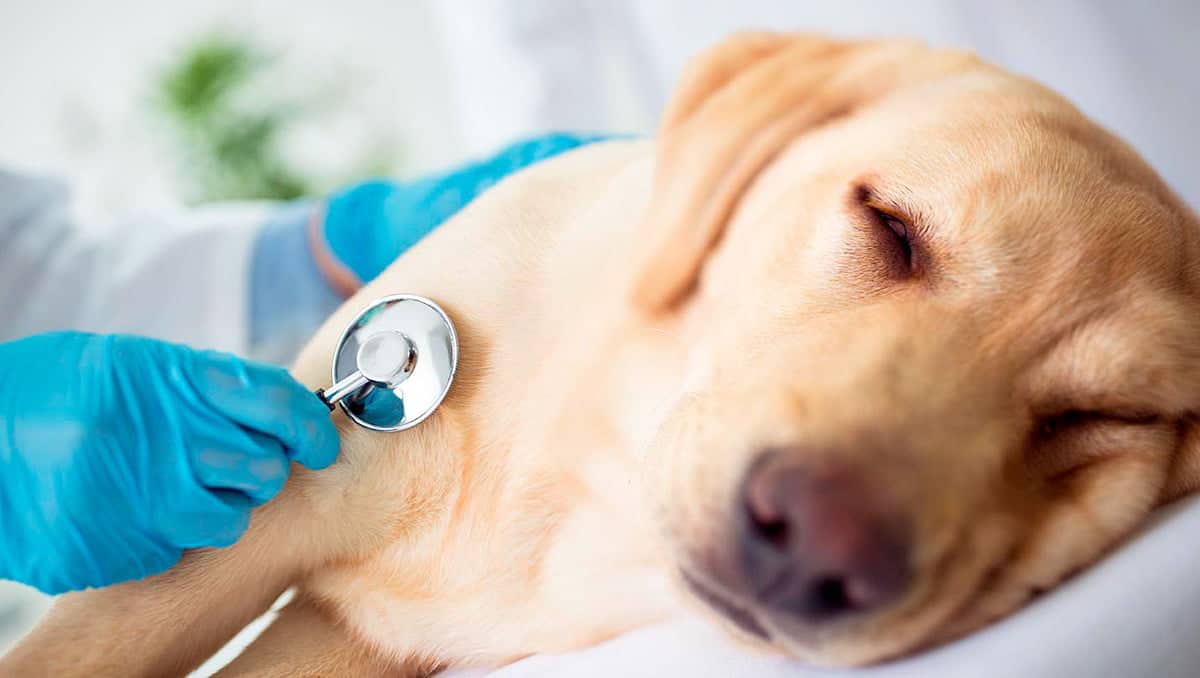 escuchando el corazon de un perro