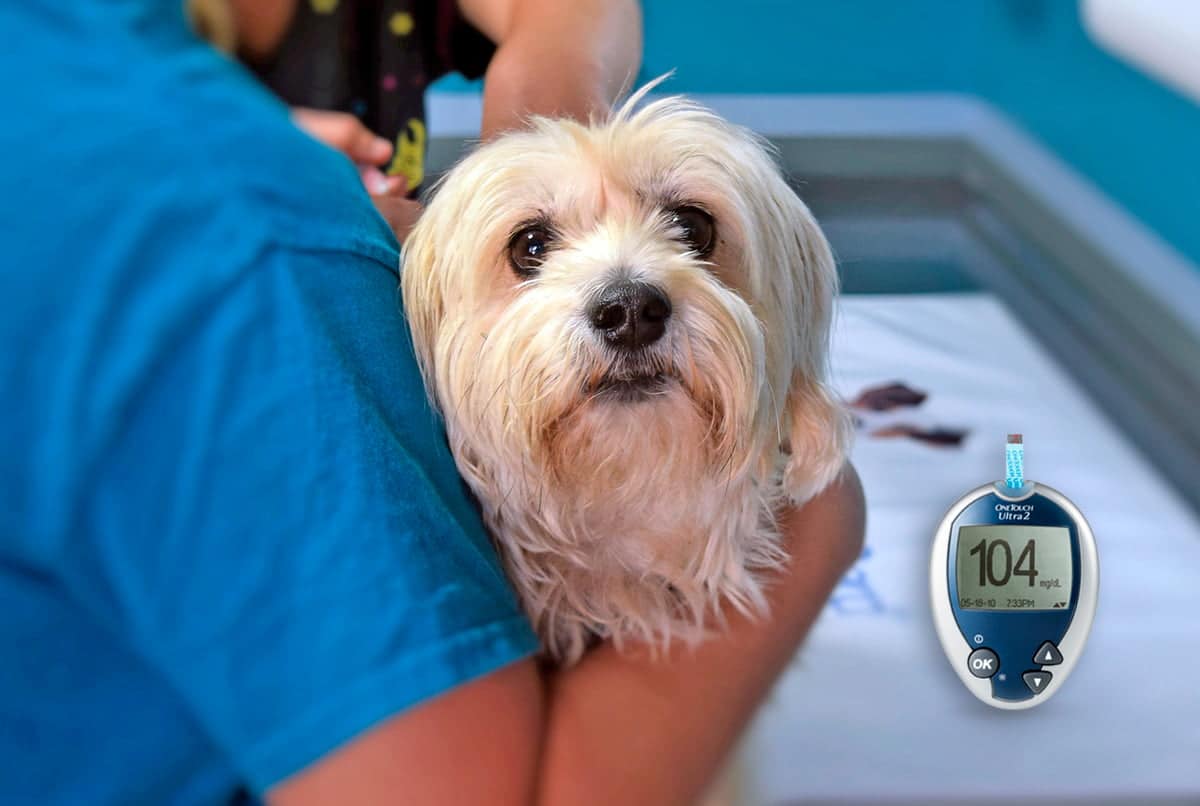 medicion veterinaria de glucosa a un perro diabetico