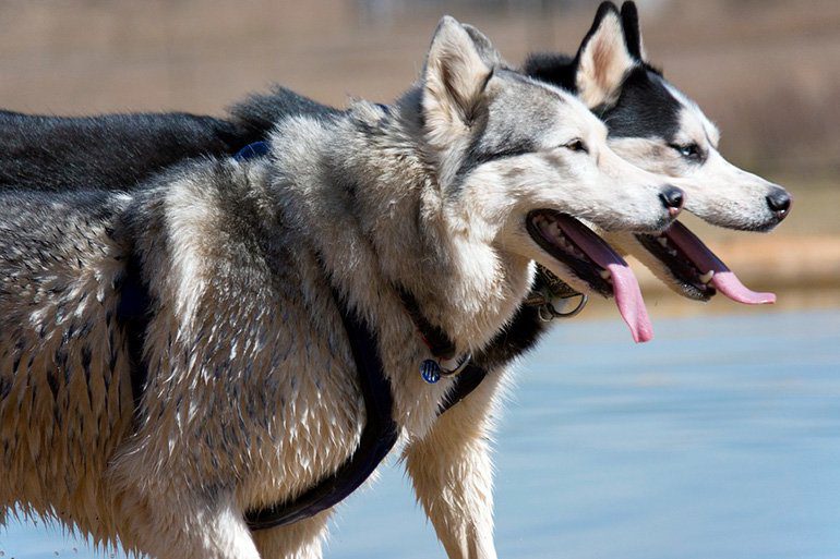 pareja de perros husky siberiano