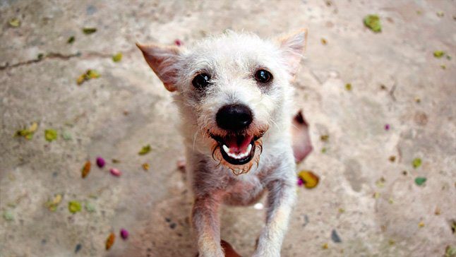 perro adoptado pelon