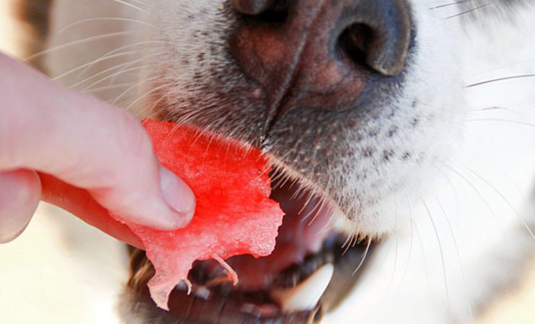 perro comiendo sandía