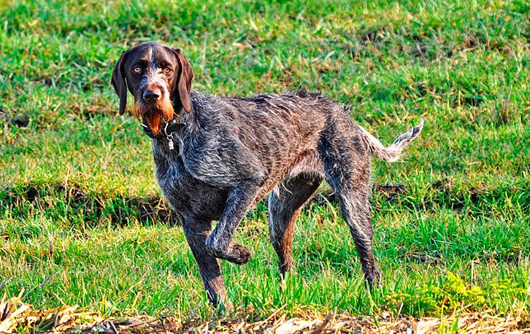 perro con la pata delantera levantada