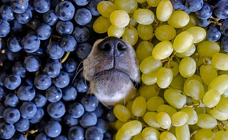 perro con uvas