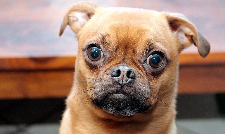 perro de ojos saltones