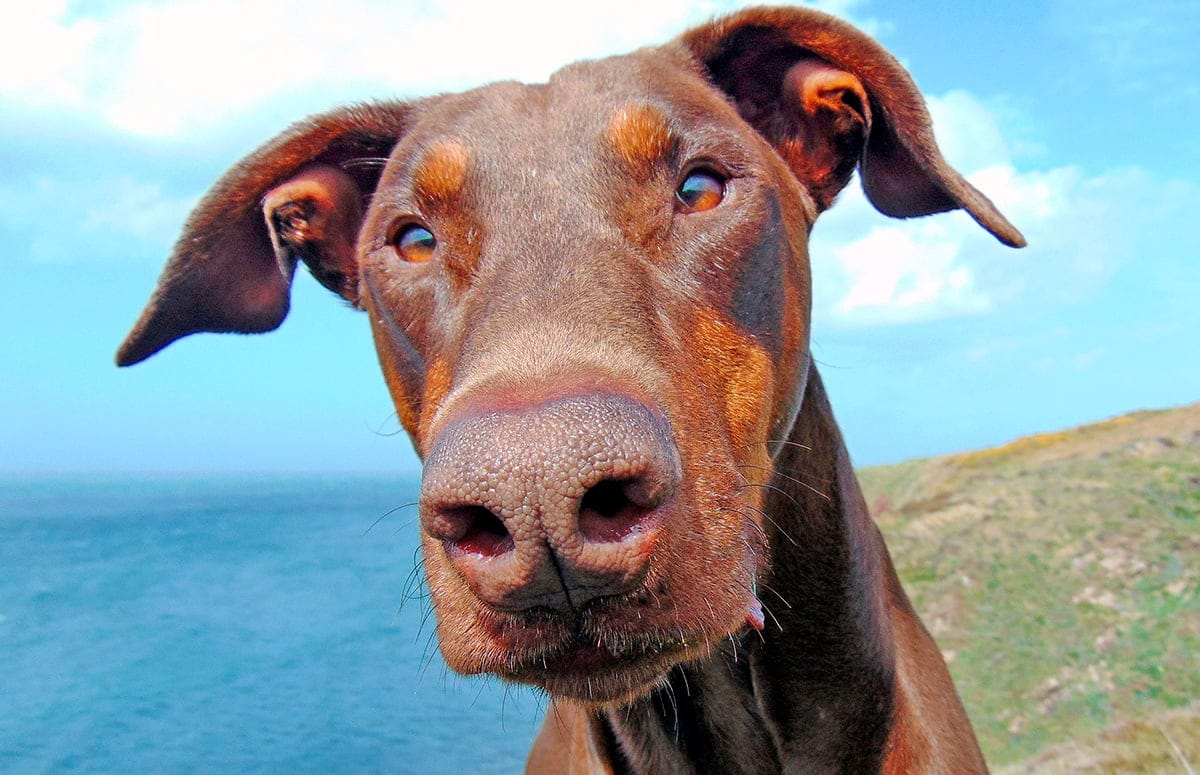 perro de raza doberman