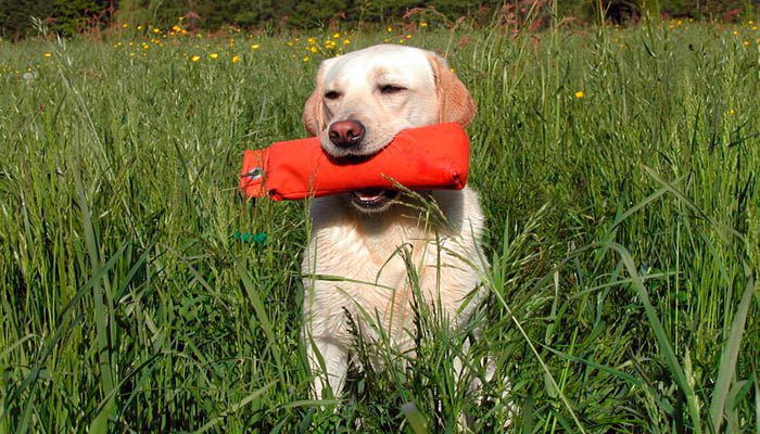 perro haciendo deporte