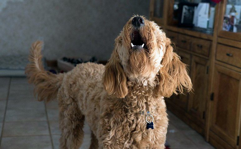 perro ladrando en casa