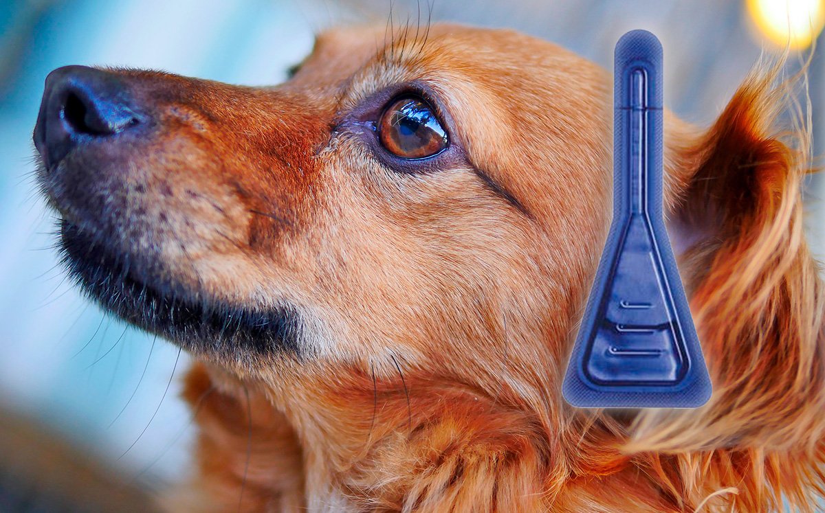 perro marron junto a una pipeta antiparasitaria