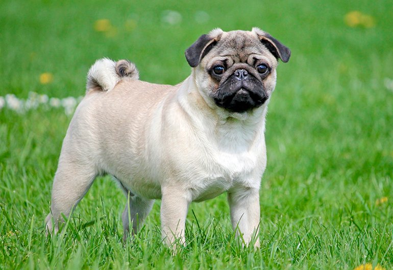 perro pug en el jardin