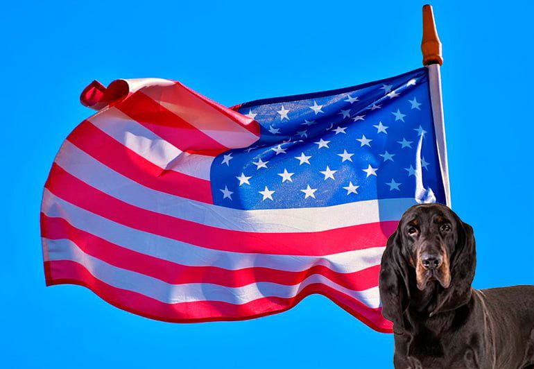 perros americanos