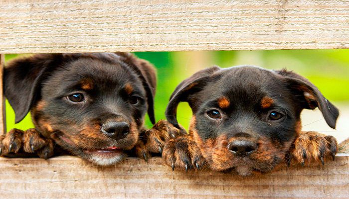 perros en protectora