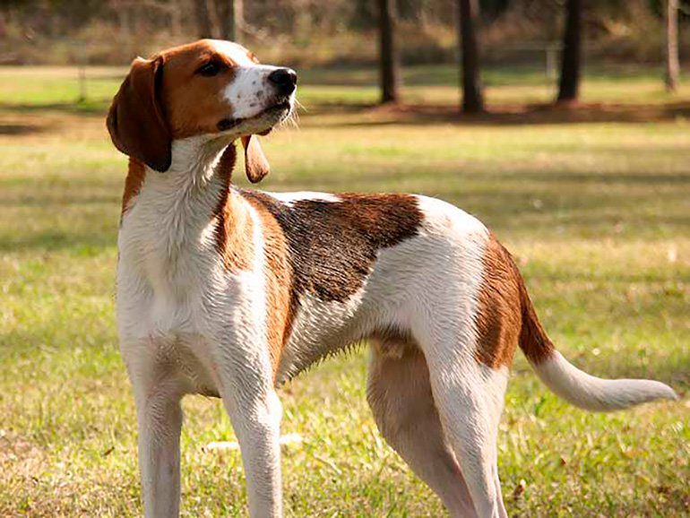 American English Coonhound