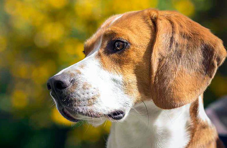 American Foxhound