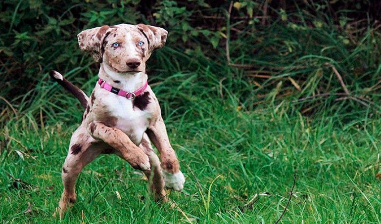 American Leopard Hound jugando