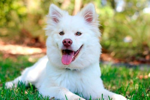 perro descansando en el cesped