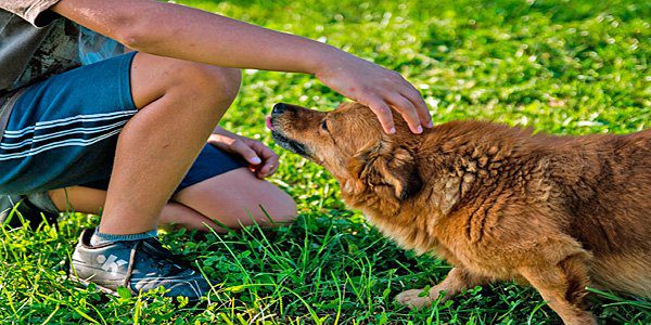 acariciando a un perro con orejas agachadas