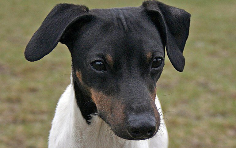 cabeza de un terrier japonés