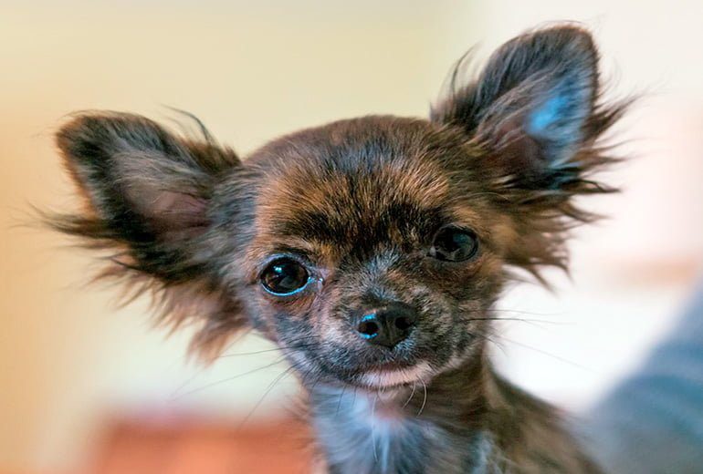 cachorro de raza pequeña