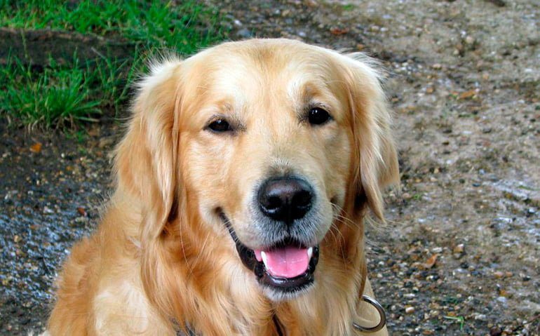 golden retriever con díndrome de horner