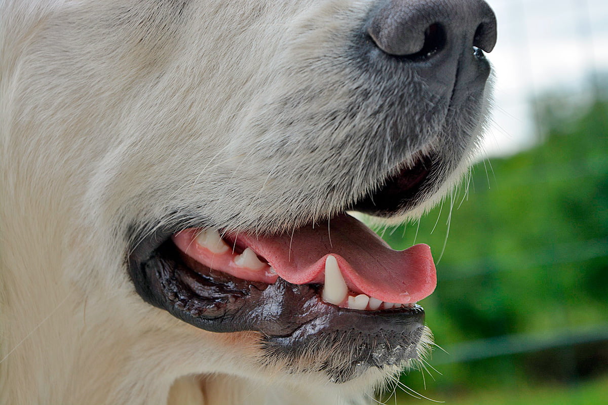 hocico de perro mostrando los dientes