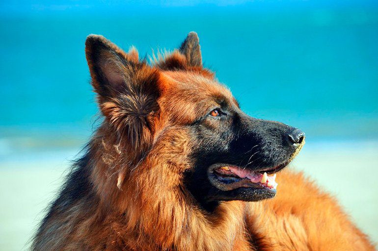 pastor alemán de pelo largo