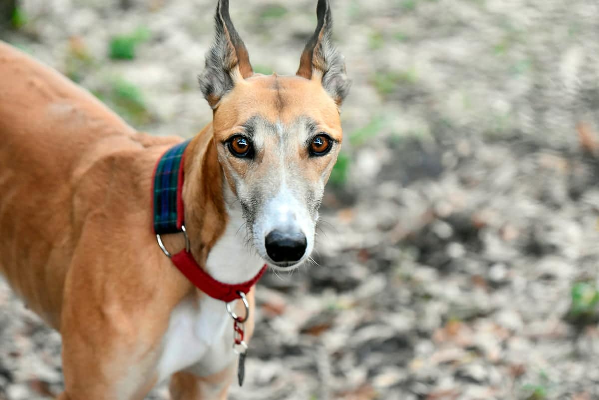 perro anorexico por sindrome de malabsorcion