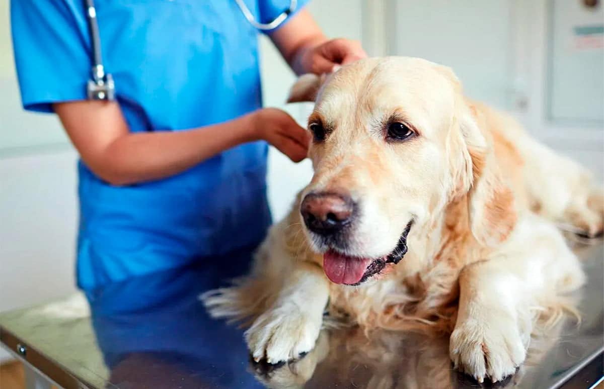 perro con Hipoadrenocorticismo en consulta veterinaria 2