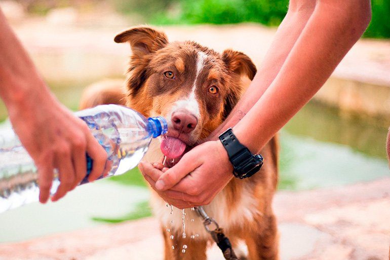 perro deshidratado bebiendo agua