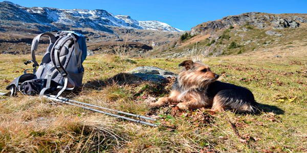 Perro haciendo senderismo por montaña