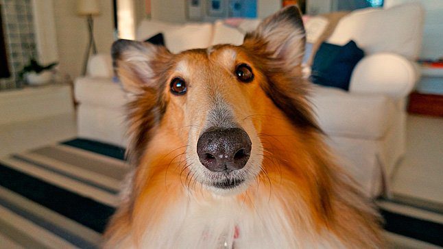 perro persiguiendome