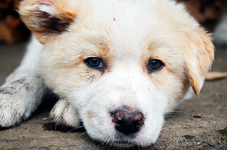perro sucio con parásitos