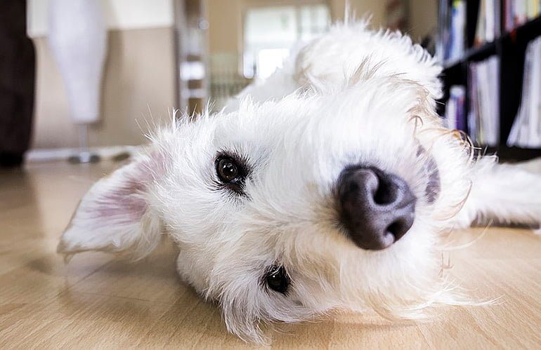 perro tumbado en el seulo esperando cosquillas