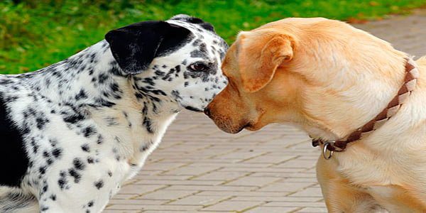 perros con orejas levantadas