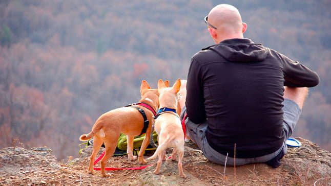 perros haciendo senderimos