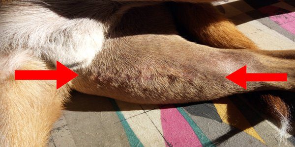 Cicatríz operación de ligamentos cruzados