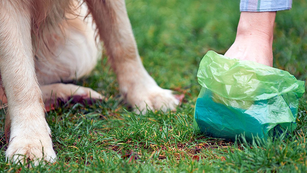 recogiendo heces blandas de perro del suelo