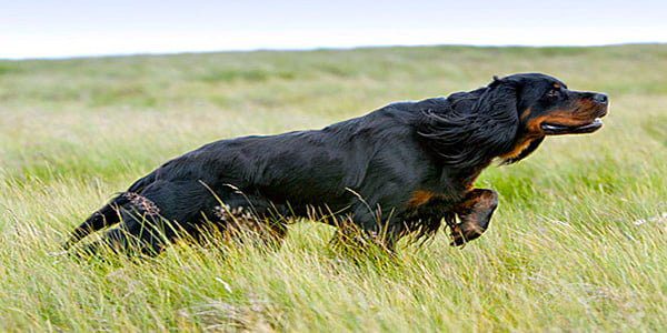 Gordon Setter cazando