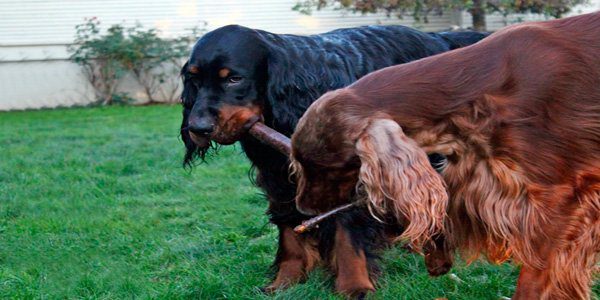 Gordon Setter jugando