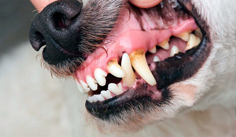 boca de perro con estomatitis2