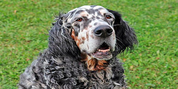 ejemplar de Setter Ingles