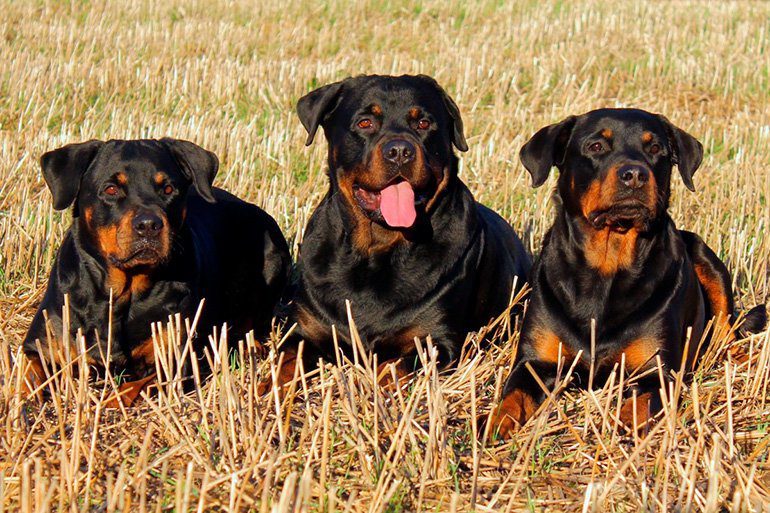 grupo de perros de raza rottweiler