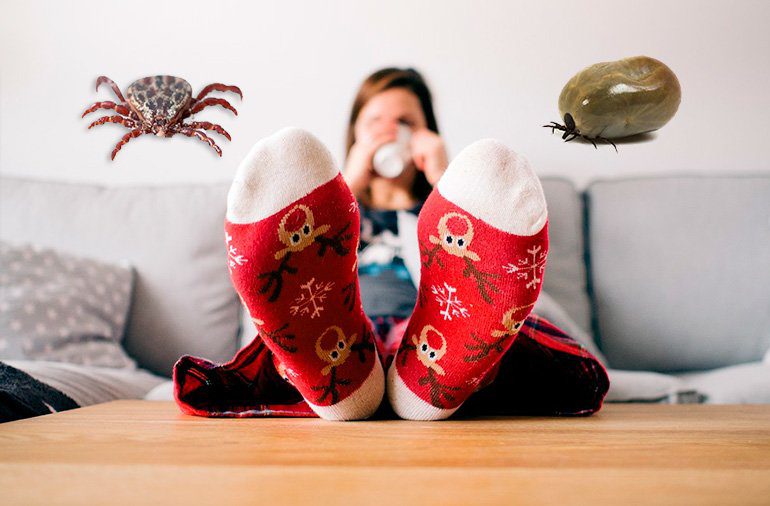 hogar con garrapatas2