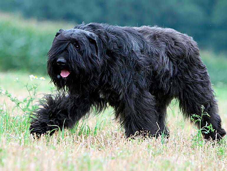 perro boyero de flandes 2