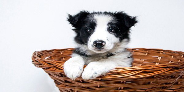 perro collie