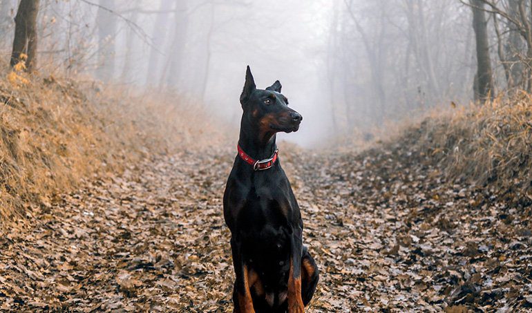 perro doberman en el bosque