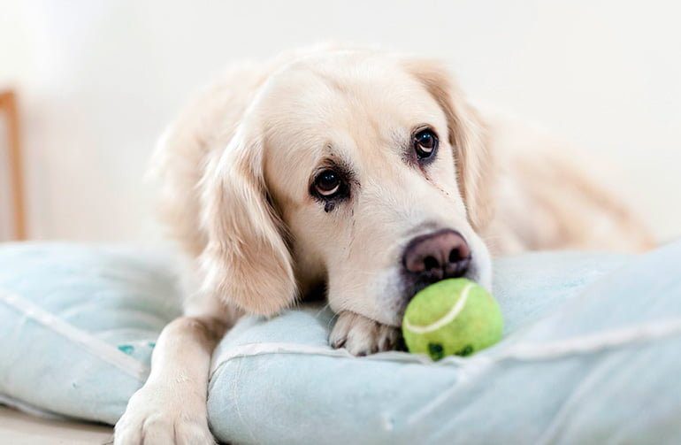perro en su cama guardando una pelota pequeña