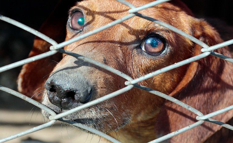 perro en una jaula de la perrera