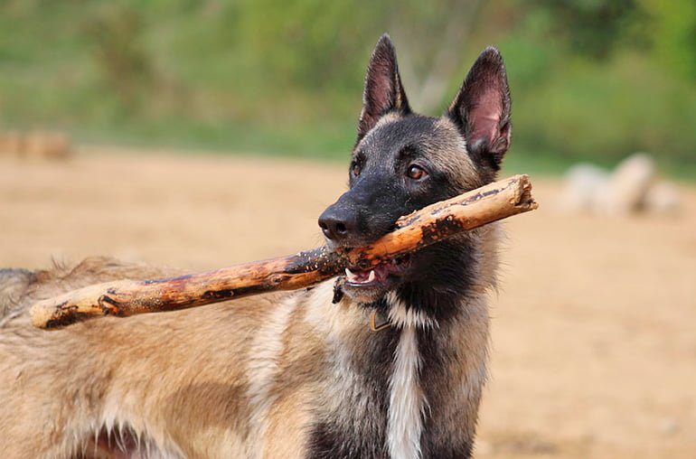 perro moerdiendo un palo