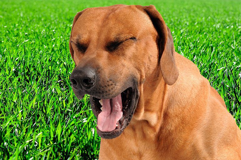 perro padeciendo arcadas