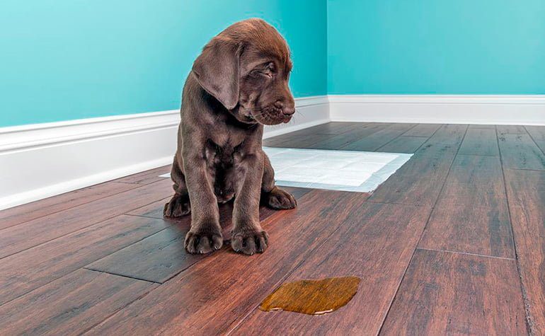 perro que ha orinado en casa